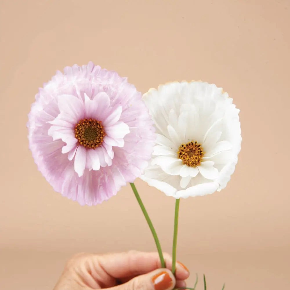 Plantgem Cosmo Seeds