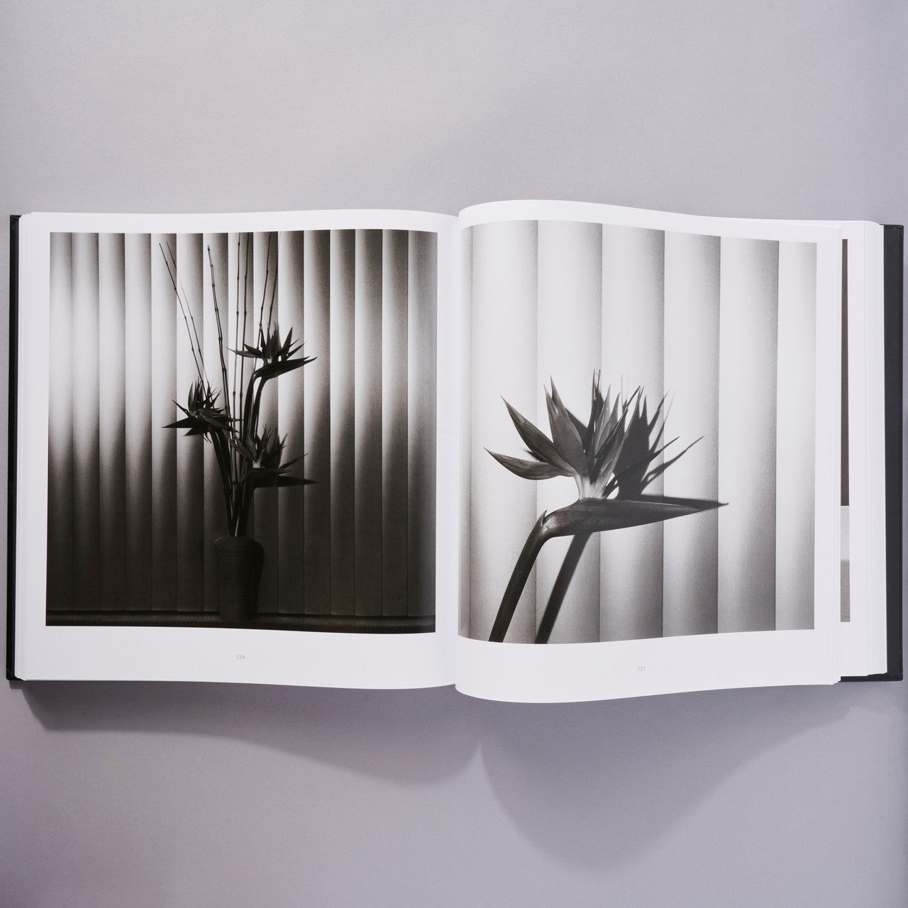 Mapplethorpe Flora