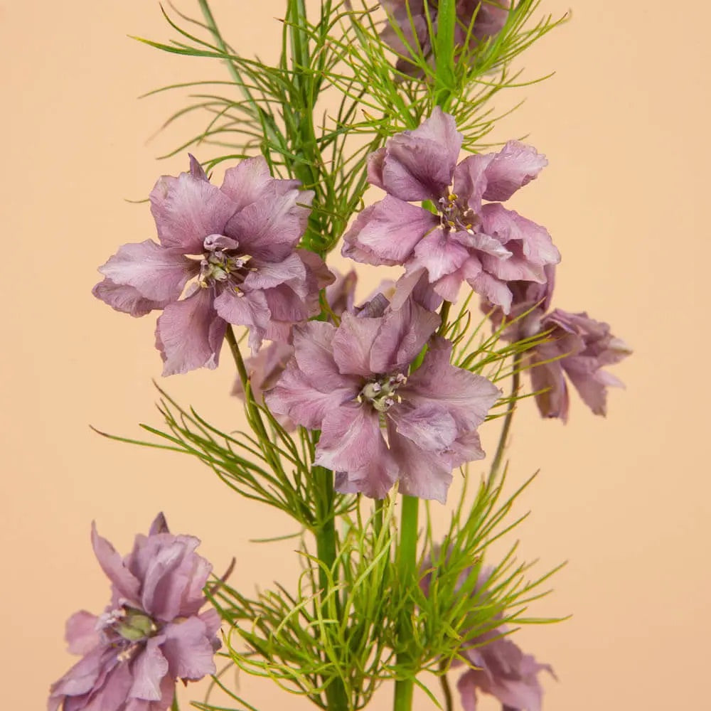 Plantgem Seeds Miscellaneous