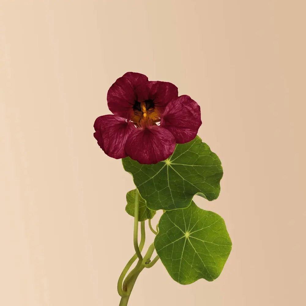 Plantgem Seeds Miscellaneous