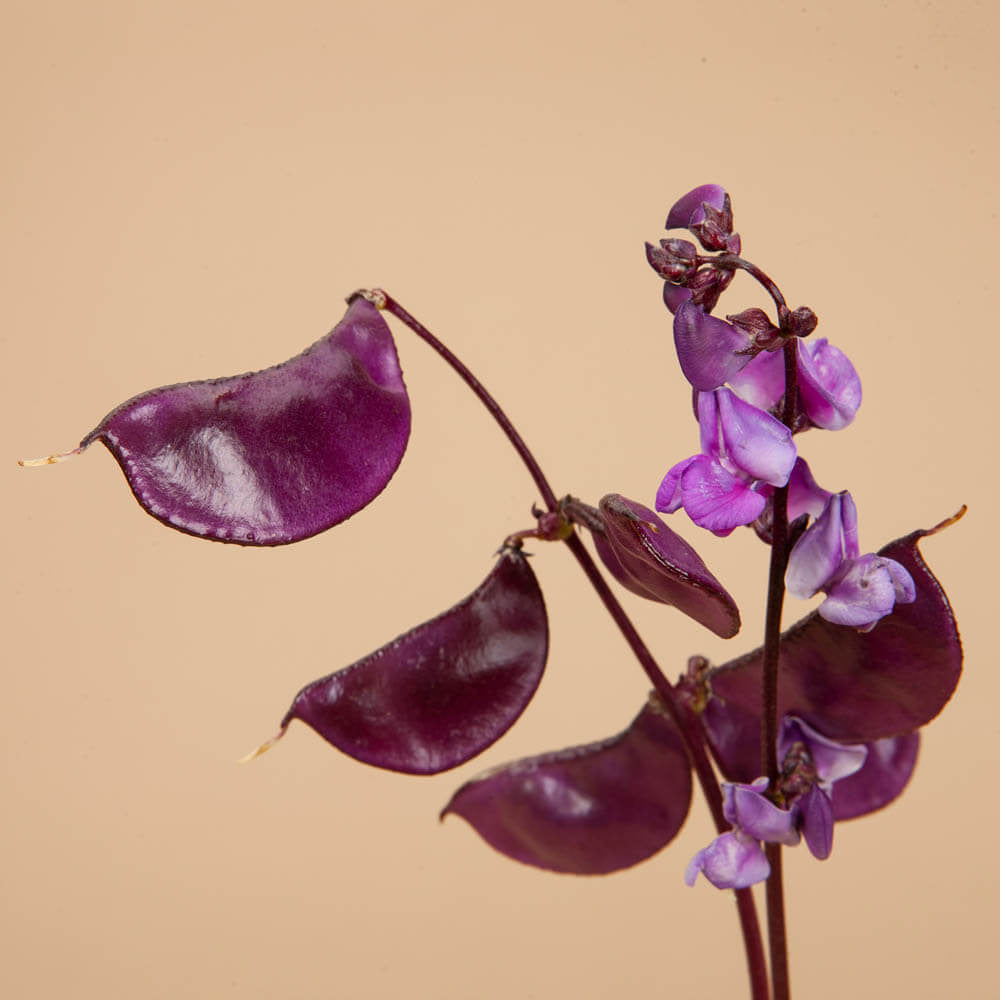 Plantgem Seeds Miscellaneous