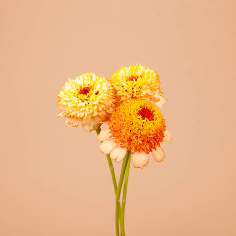 Plantgem Seeds Miscellaneous