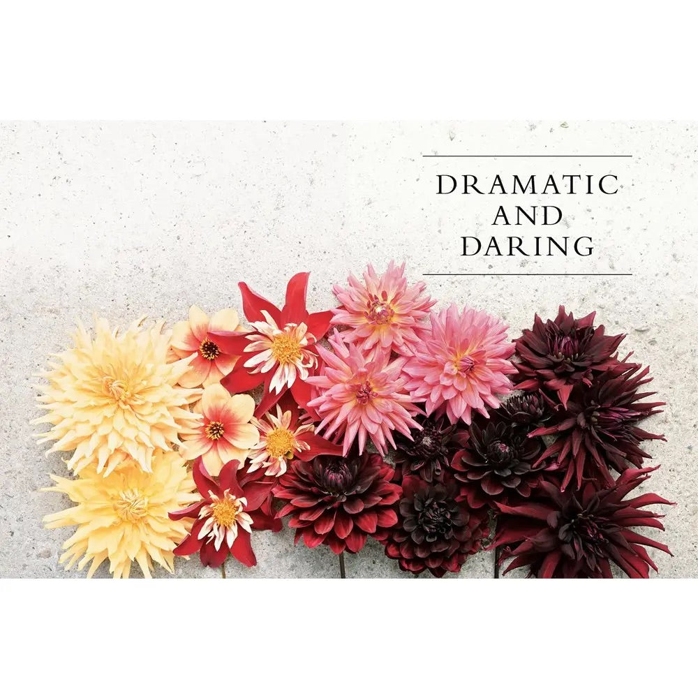 Dahlias: Beautiful Varieties For Home & Garden