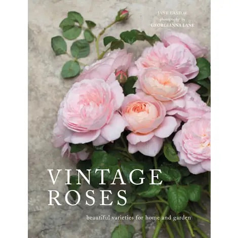 Vintage Roses: Beautiful Varieties For Home and Garden