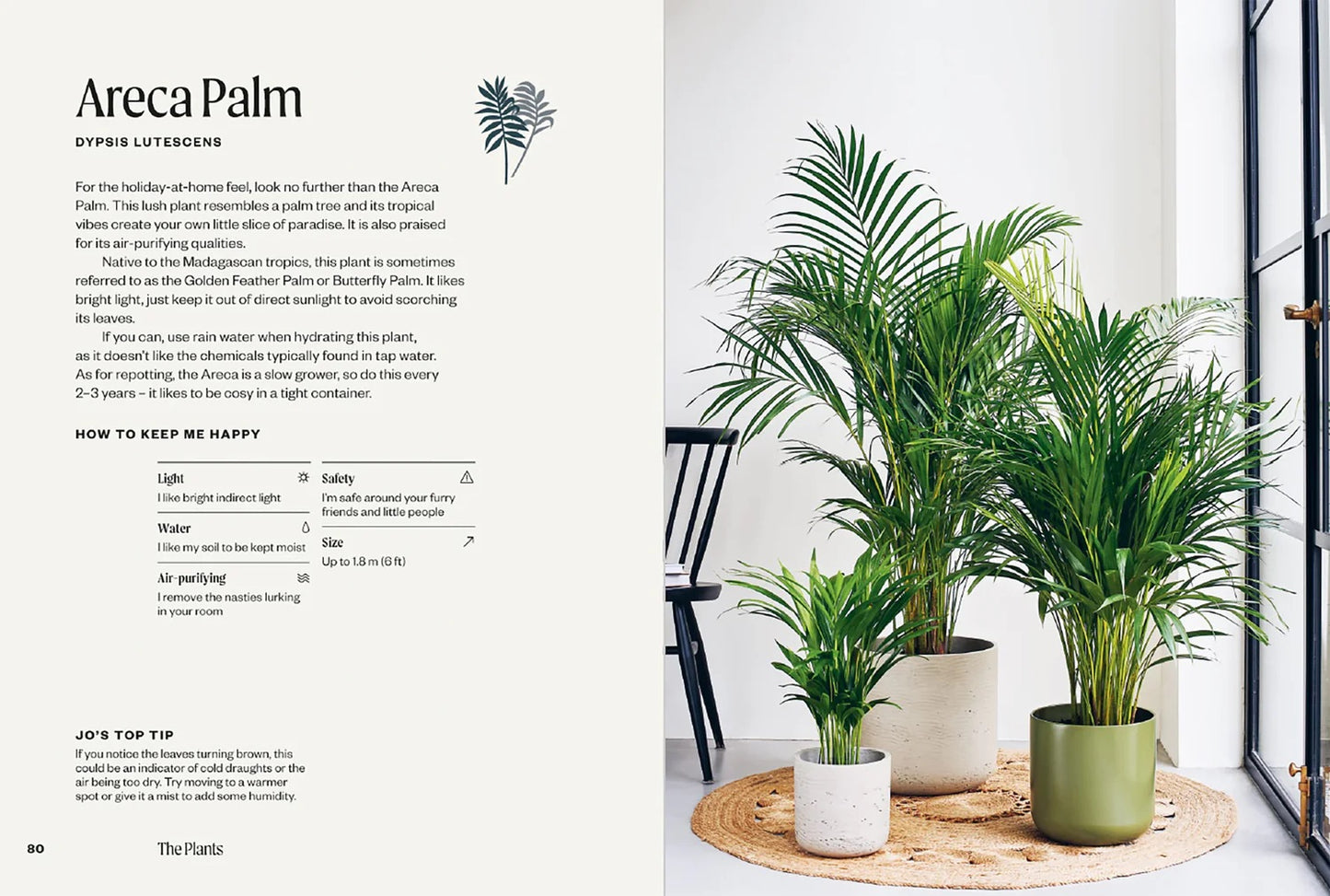 The Unkillables: 40 Resilient House Plants for New Plant Parents