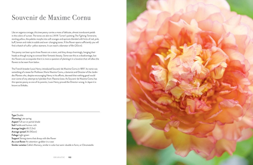 Peonies: Beautiful Varieties For Home and Garden